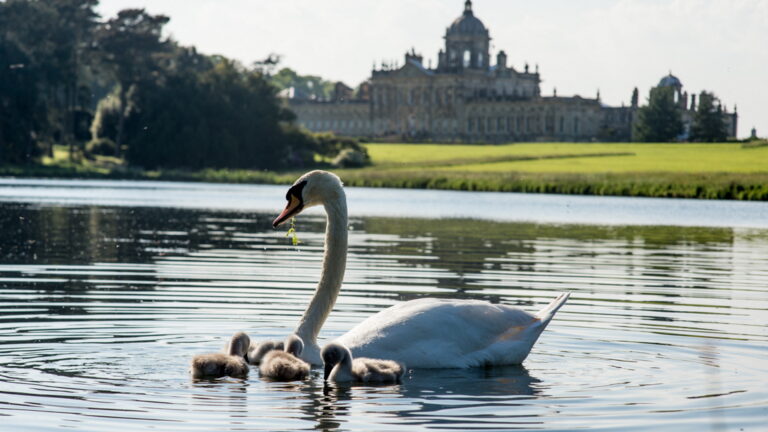 Castle Howard - Swans on the Lake Castle Howard - Swans on the Lake
