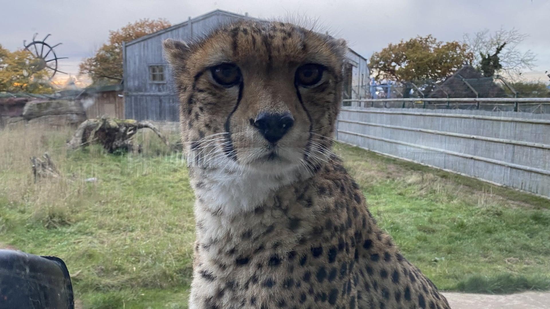 Cheetah - Flamingo Land Resort