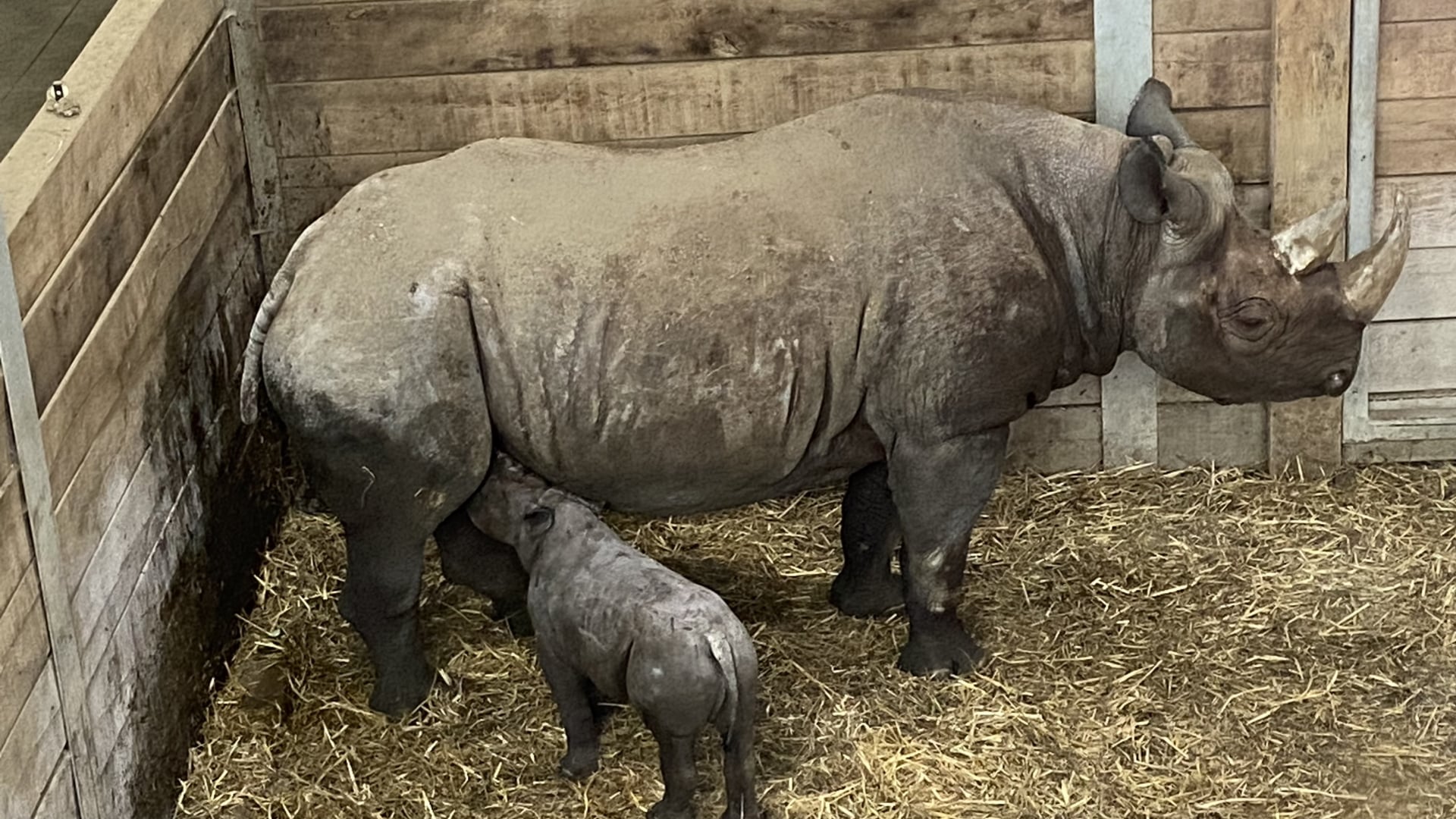 Flamingo Land Resort - Baby Rhino