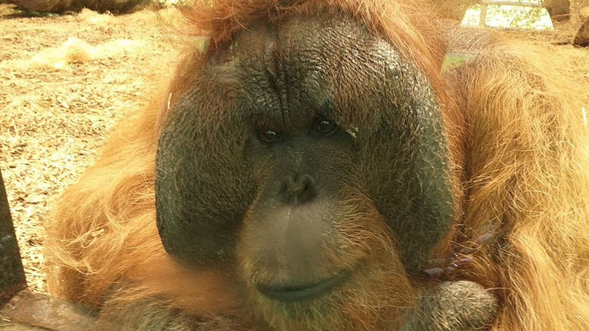 Dudley Zoo and Castle - Orangutan