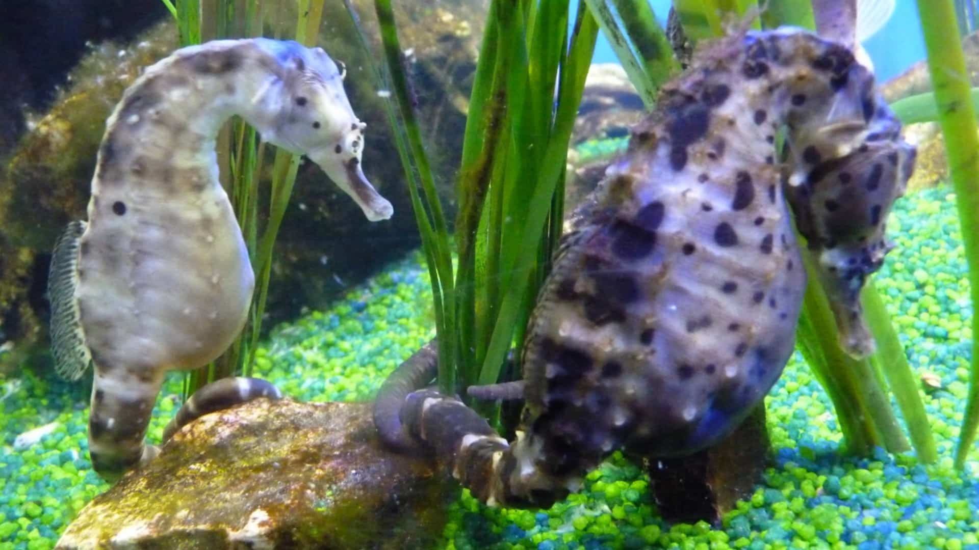 SEA LIFE Loch Lomond - Seahorses