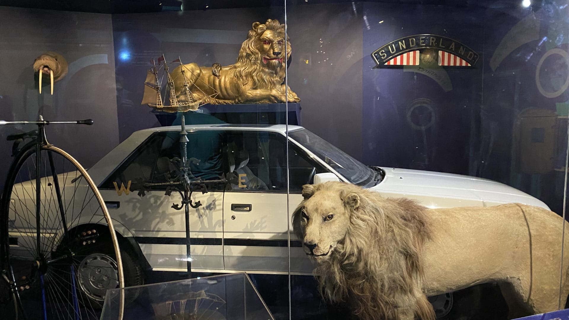 Sunderland Museum and Winter Gardens - Wallace the Lion