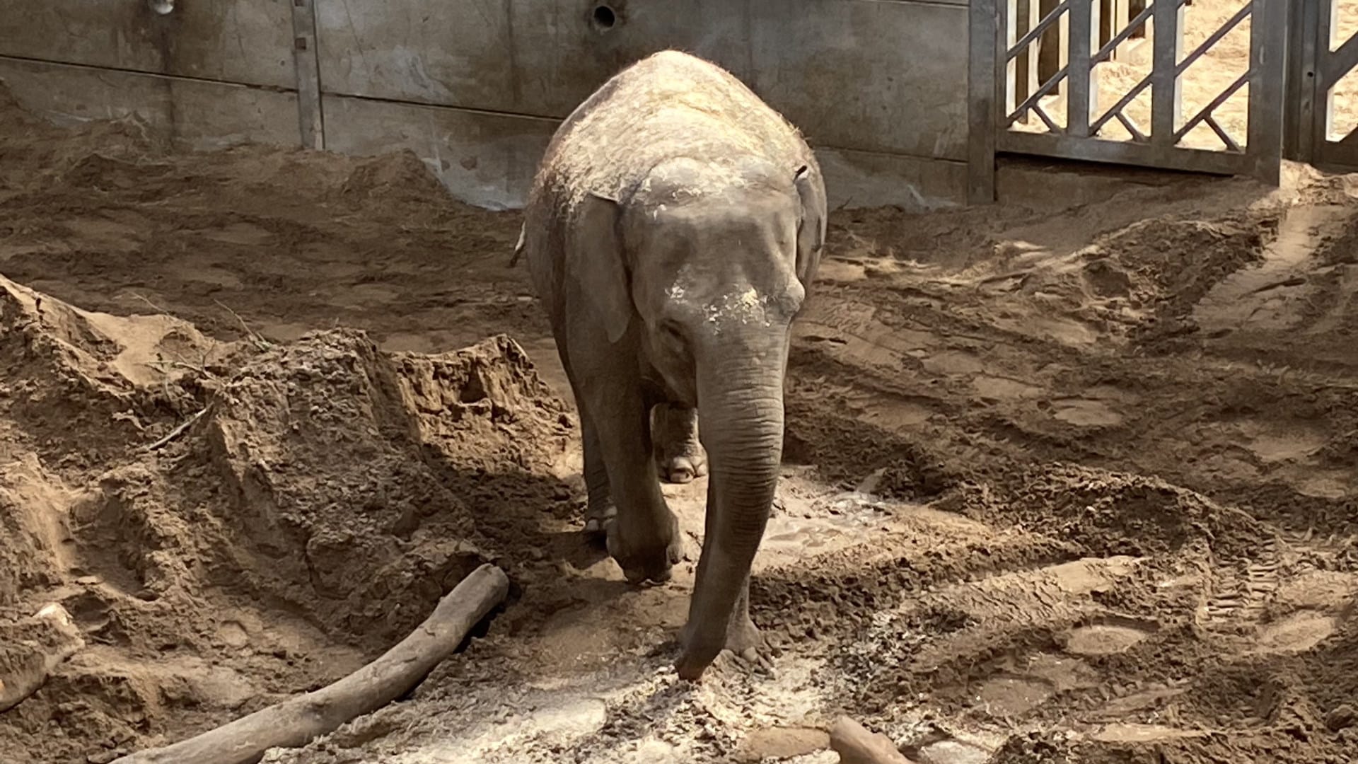 Project Elephant at Blackpool Zoo