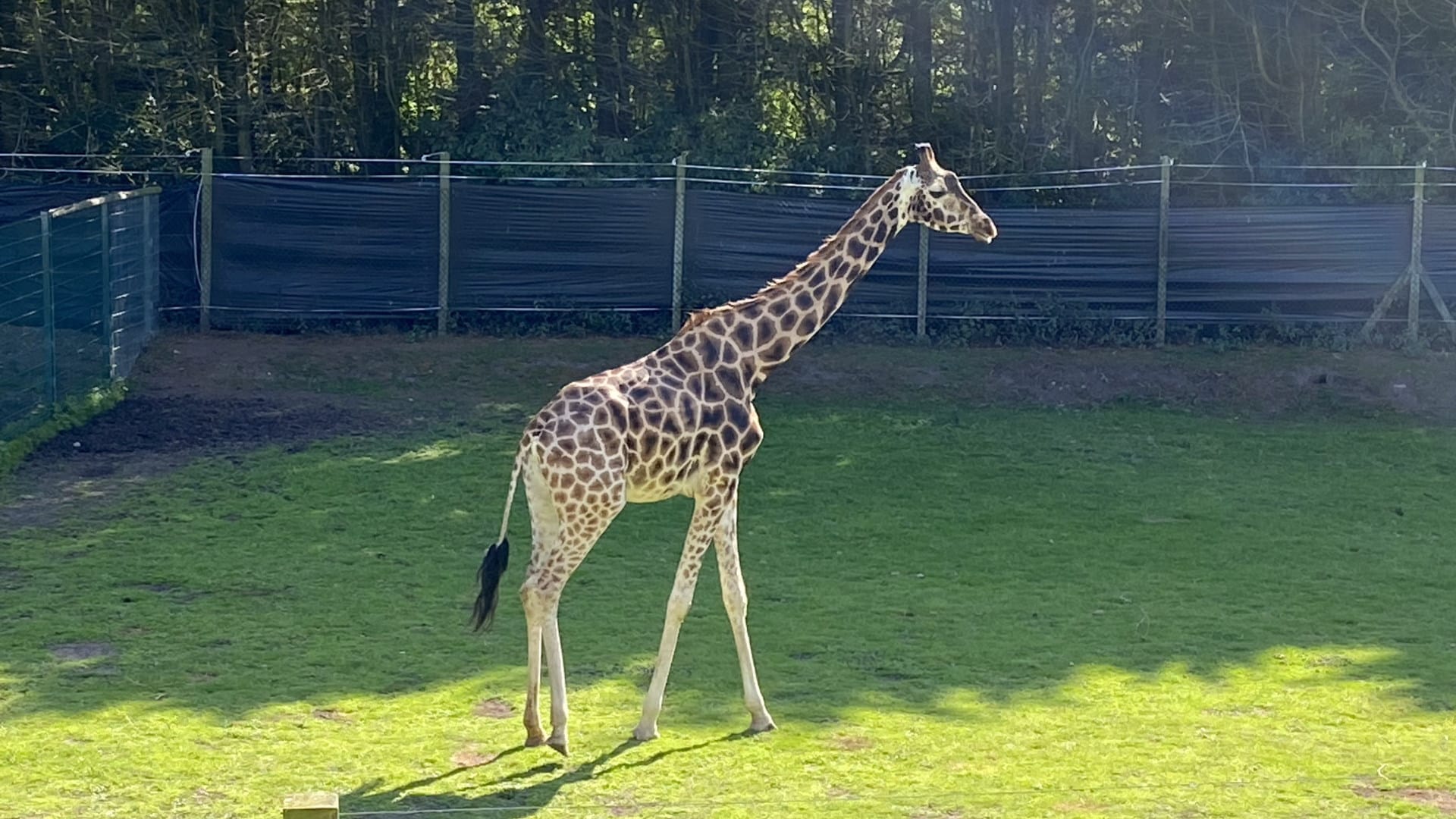 Giraffe at Blackpool Zoo