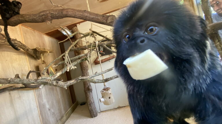 Blackpool Zoo Monkey 768x432