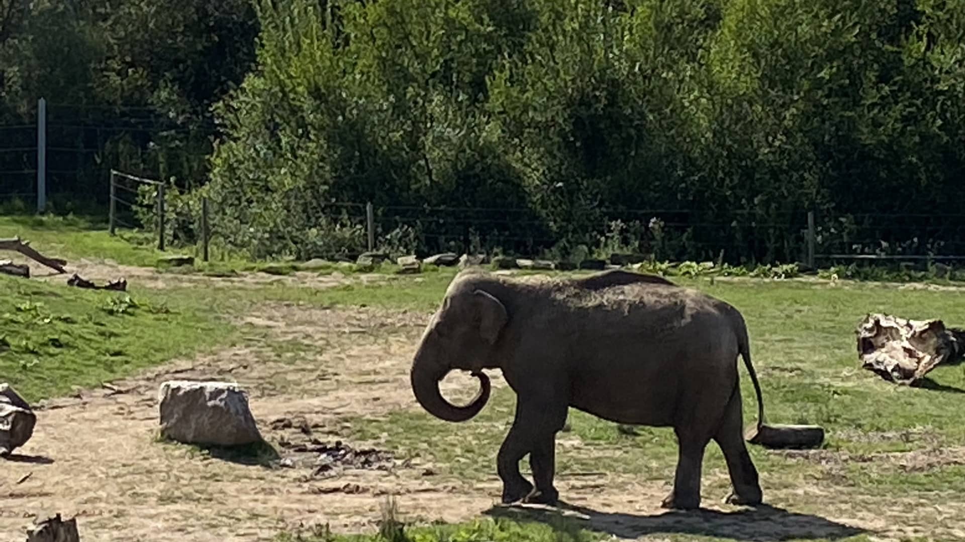 Project Elephant at Blackpool Zoo