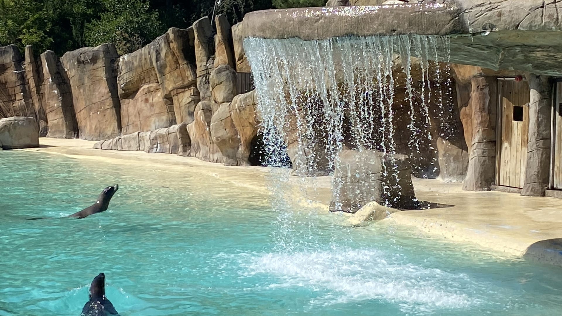 Sea Lions at Blackpool Zoo