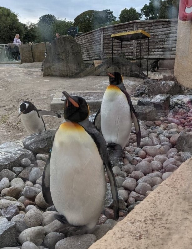 Edinburgh Zoo - Penguins
