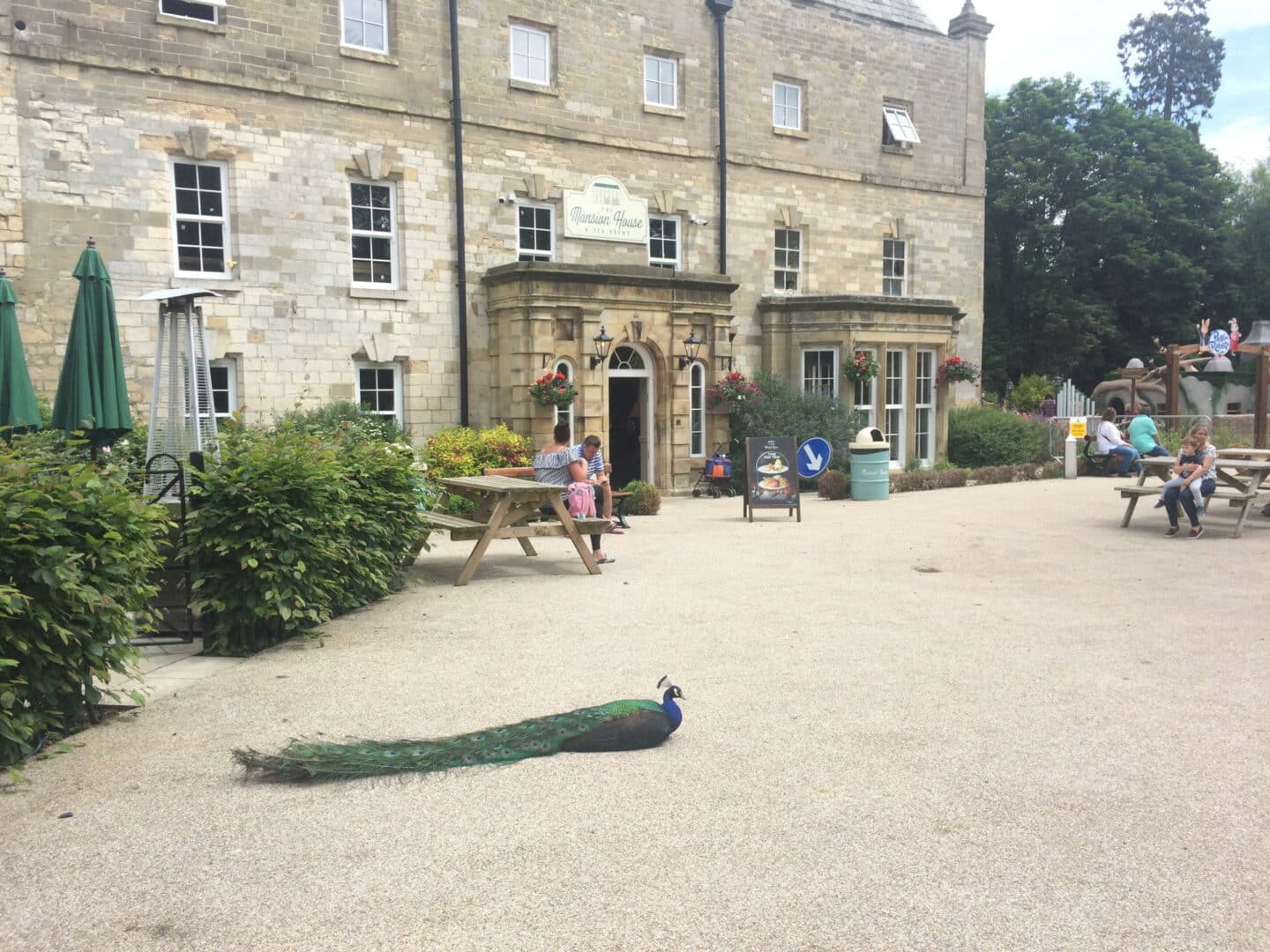 Peacock relaxing outside The Mansion House at Flamingo Land Resort