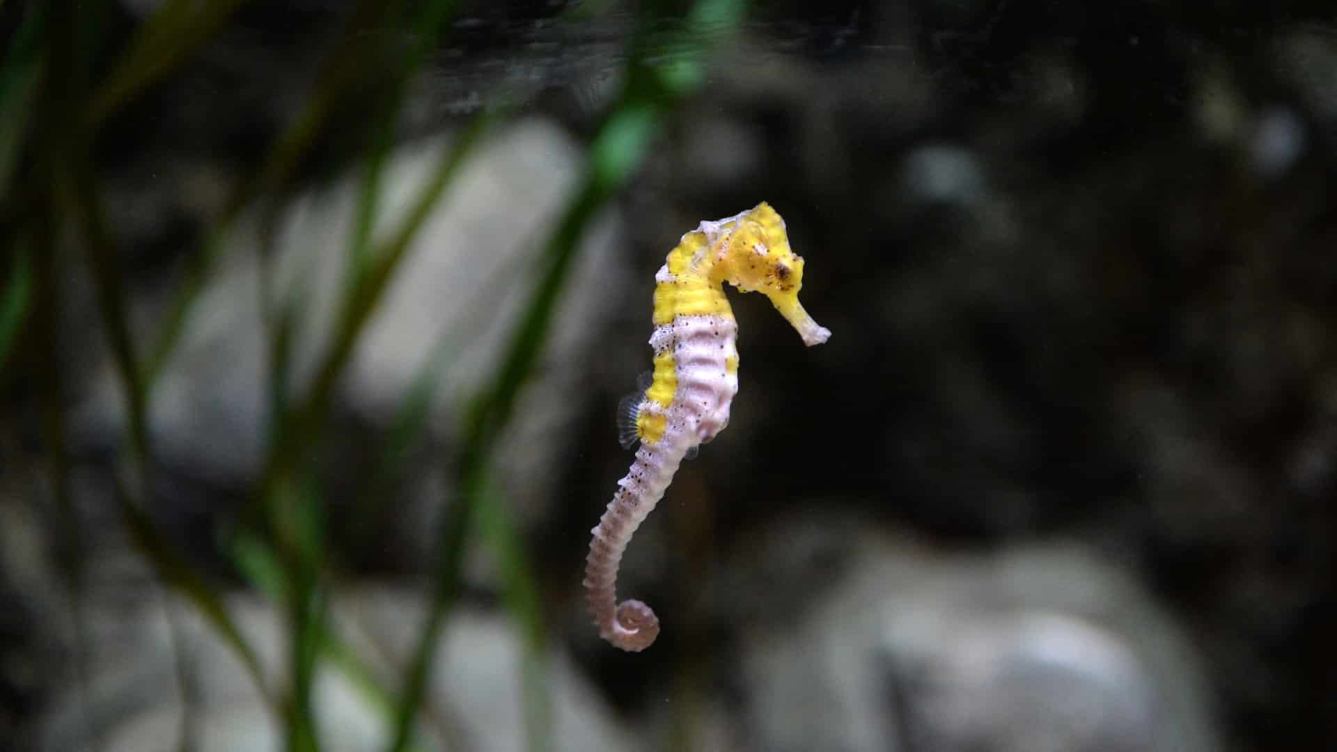 SEA LIFE Blackpool - Seahorse