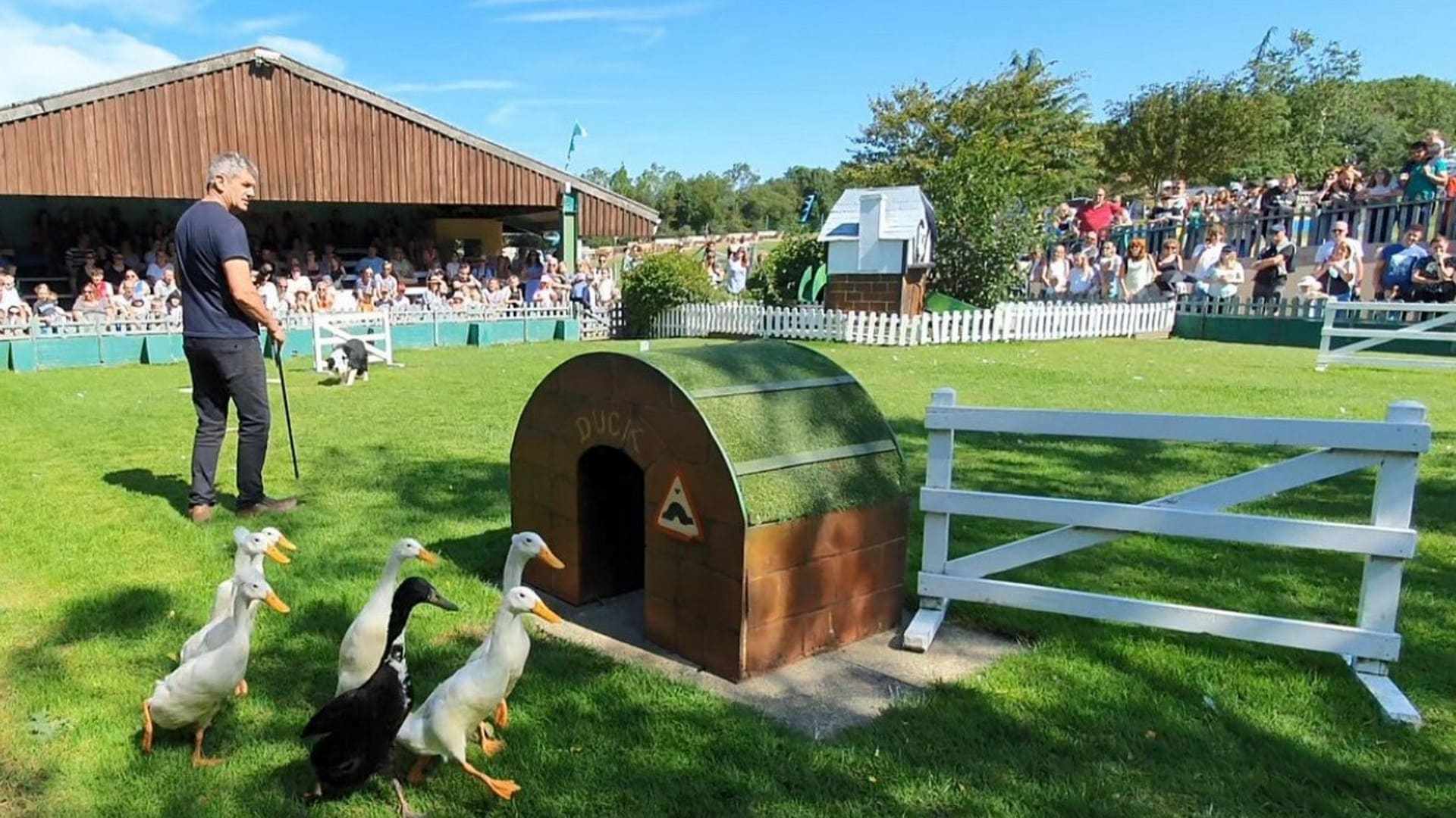The BIG Sheep - Ducks