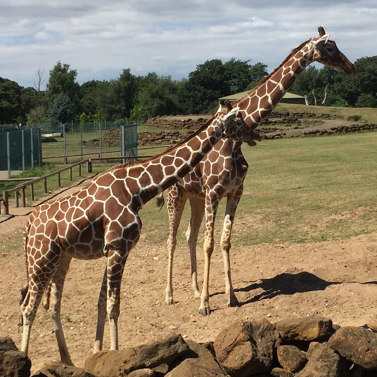 Africa Alive - Giraffes