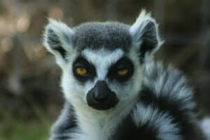 Africa Alive - Lemur