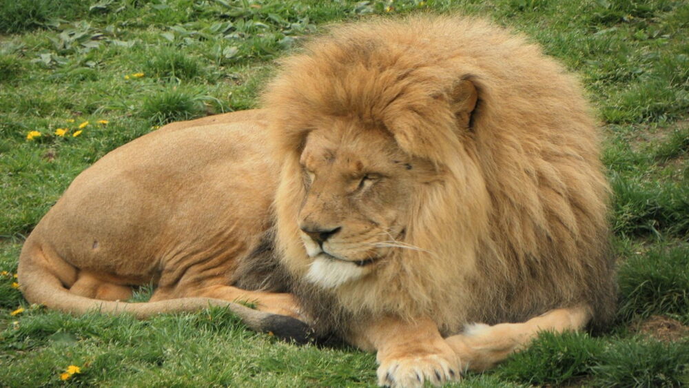 Africa Alive - Lion
