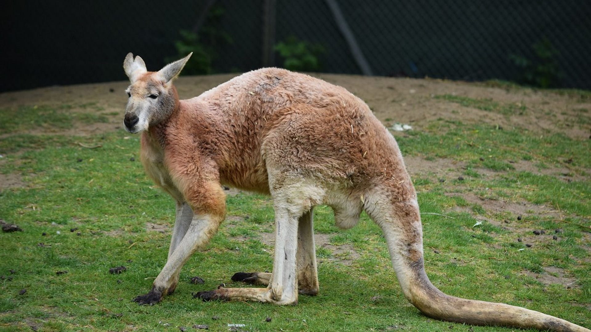 Banham Zoo - Kangaroo