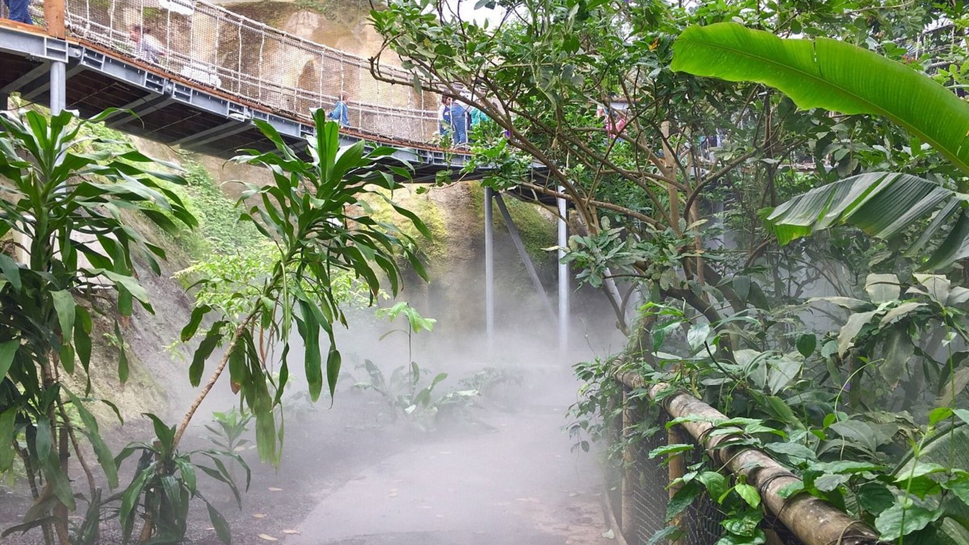 Eden Project Rainforest Walkway