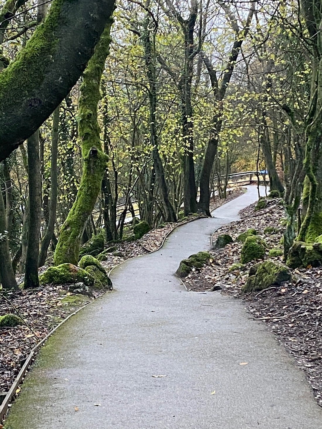 Heights of Abraham - Woodland Pathway