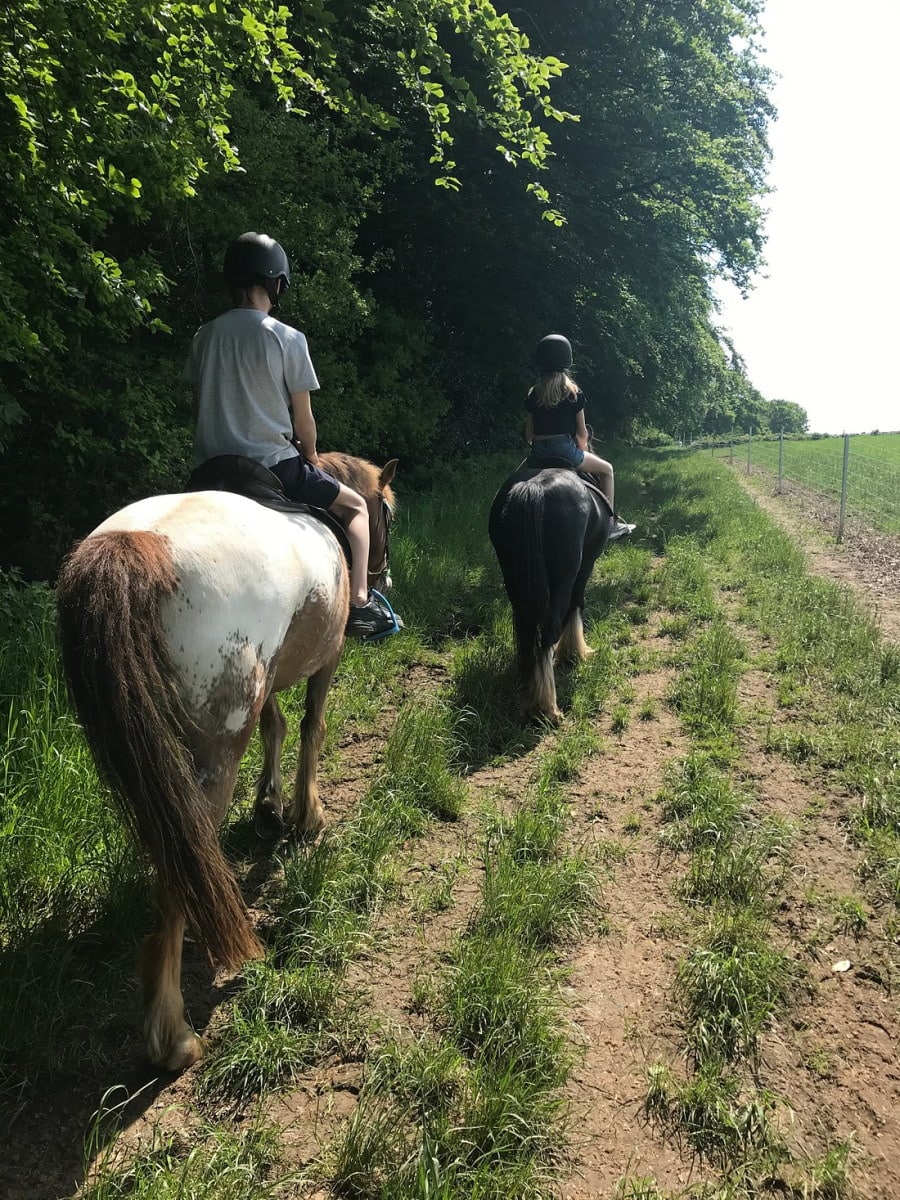 Charnwood Forest Alpacas - Horse Riding