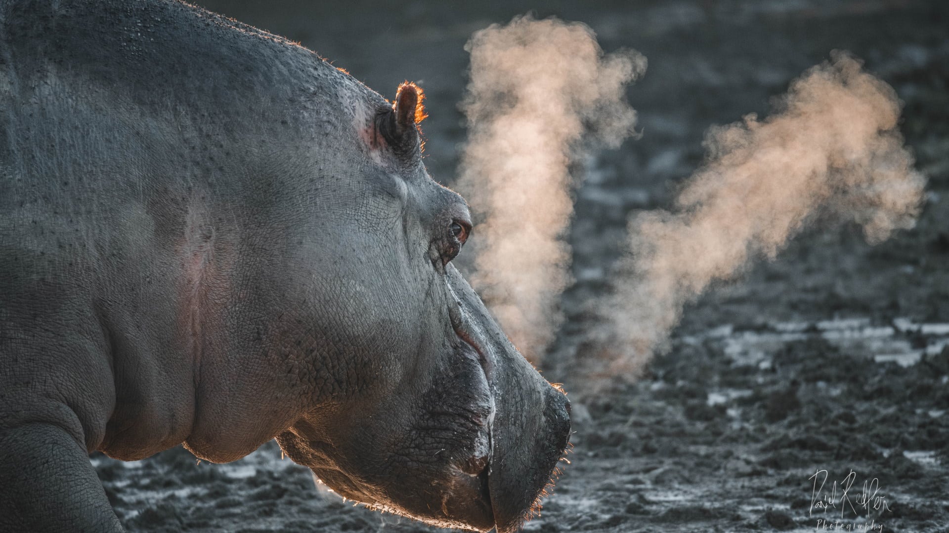 Flamingo Land - Hippo