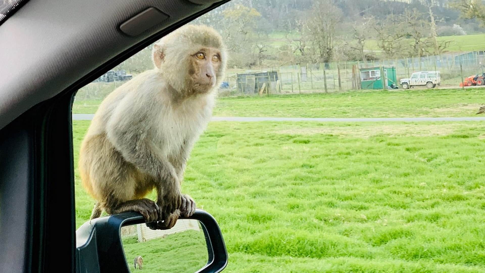 Longleat - Safari Drive