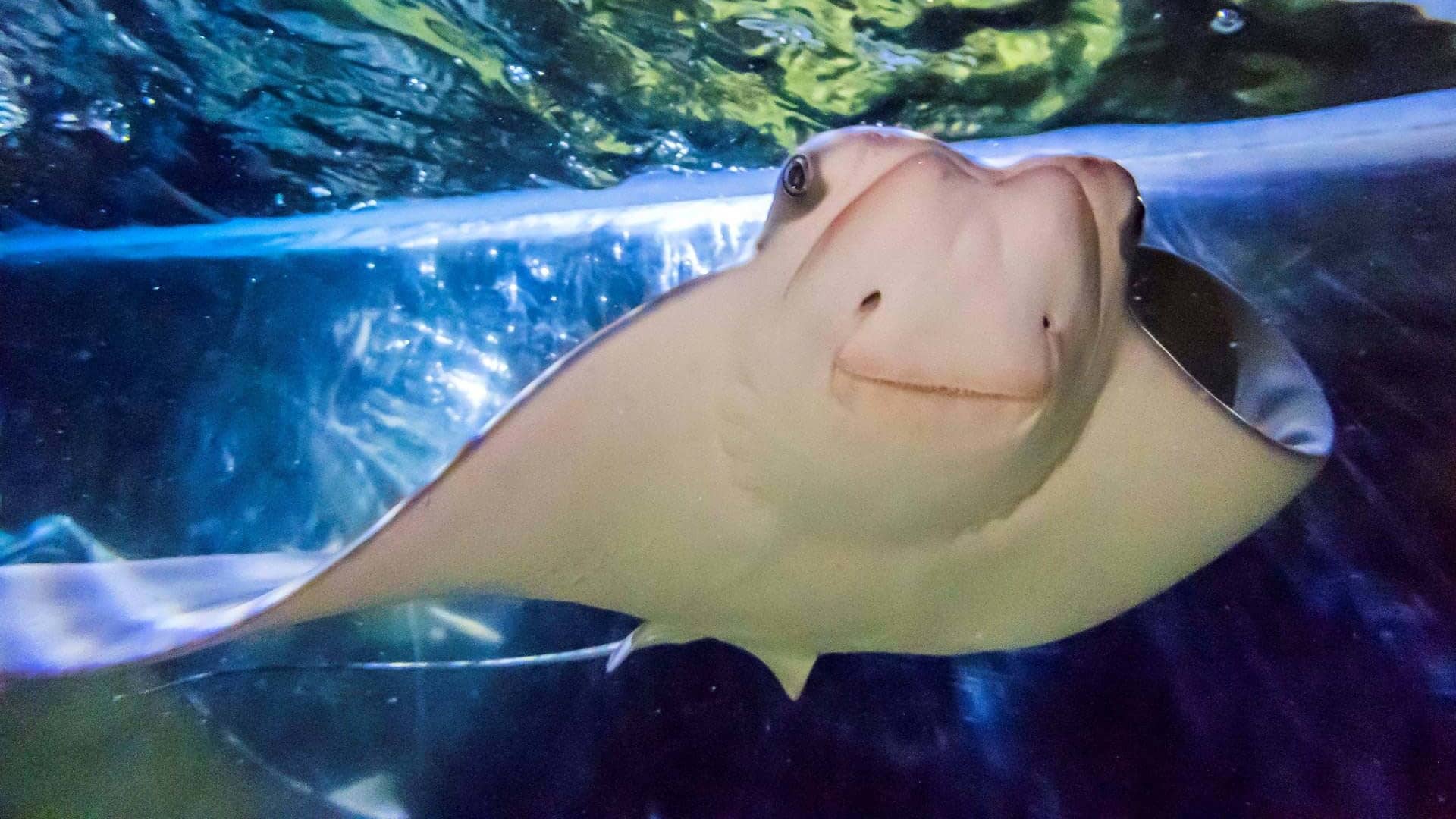 SEA LIFE Bray - Baby Stingray