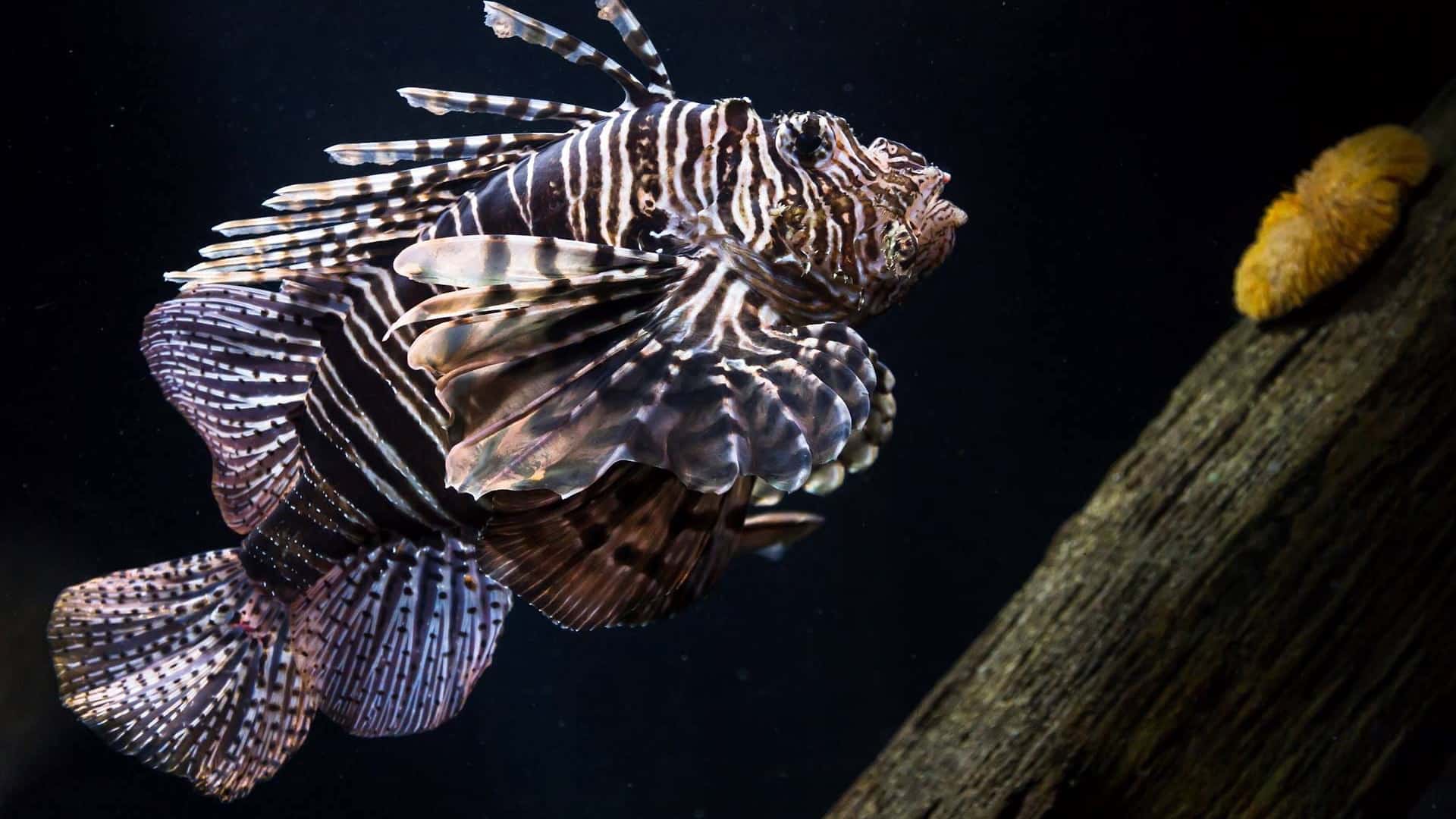 SEA LIFE Bray - Lionfish