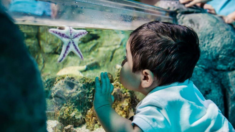 SEA LIFE Bray - Starfish