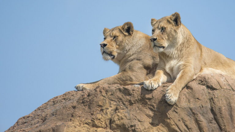 West Midlands Safari Park - African Lions