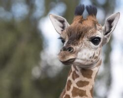 Free Return Visits to West Midlands Safari Park West Midlands Safari Park - Giraffe