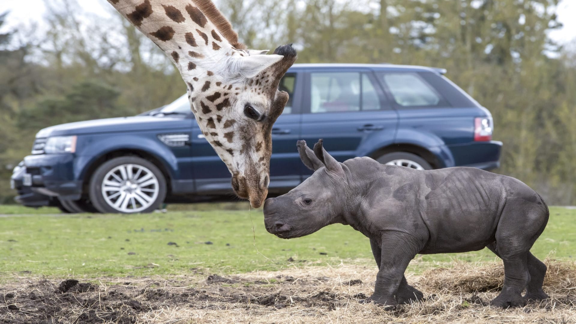 West Midlands Safari Park - White Rhino Calf