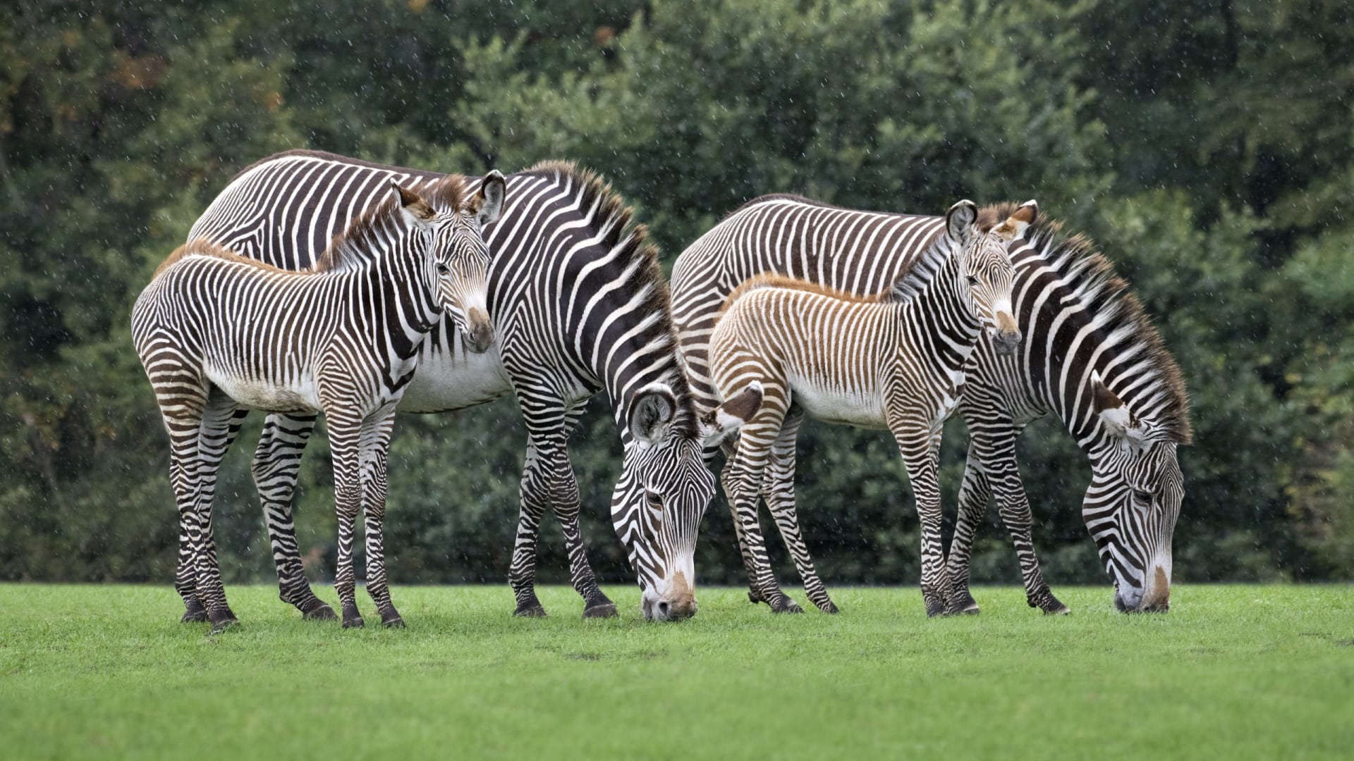 West Midlands Safari Park - Zebra