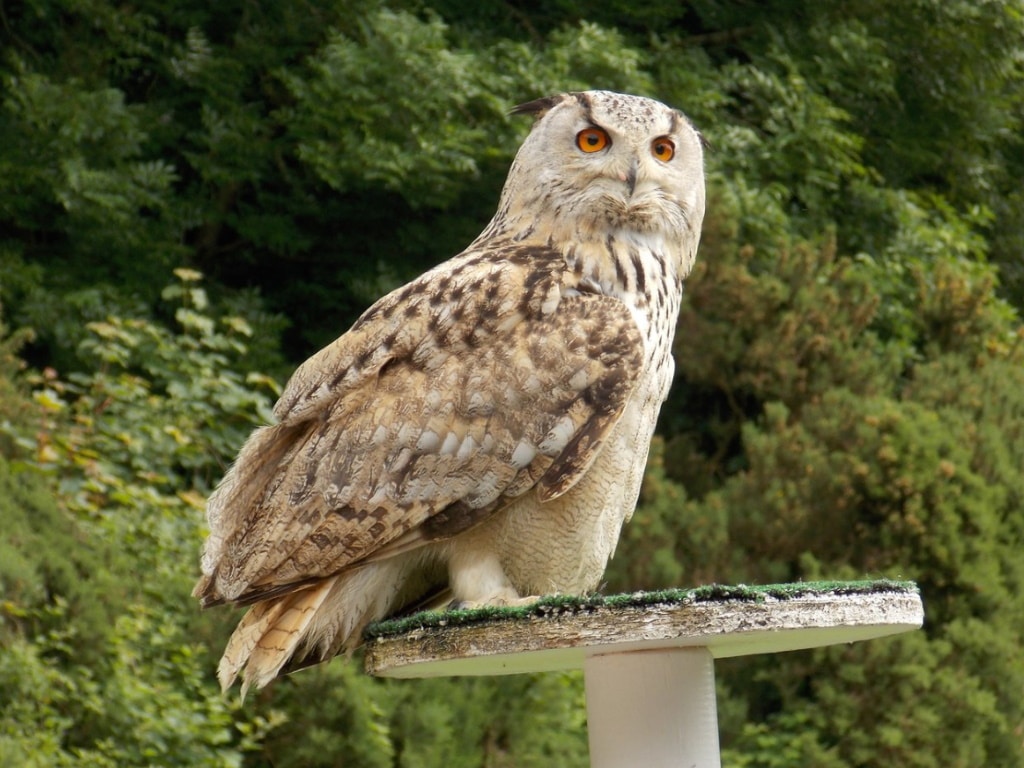 Woodlands Family Theme Park - Falconry Centre