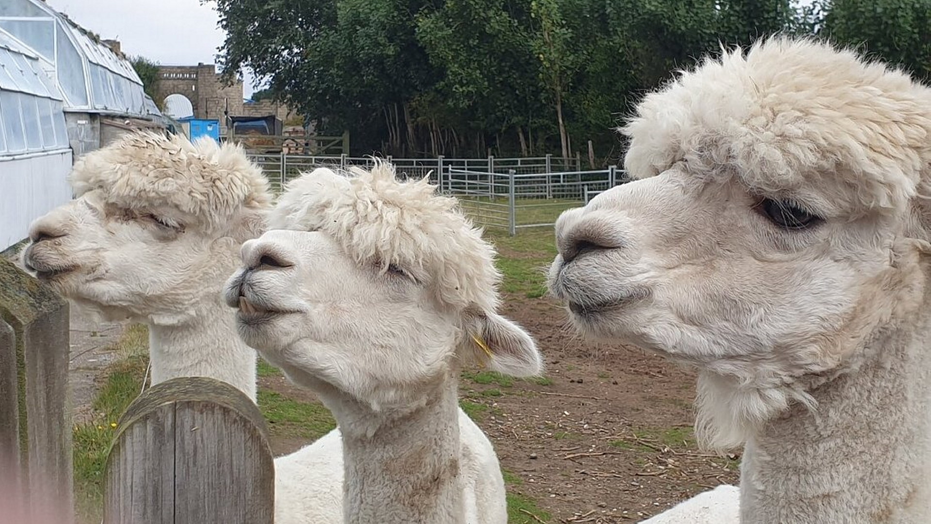 Natureland Seal Sanctuary - Alpacas