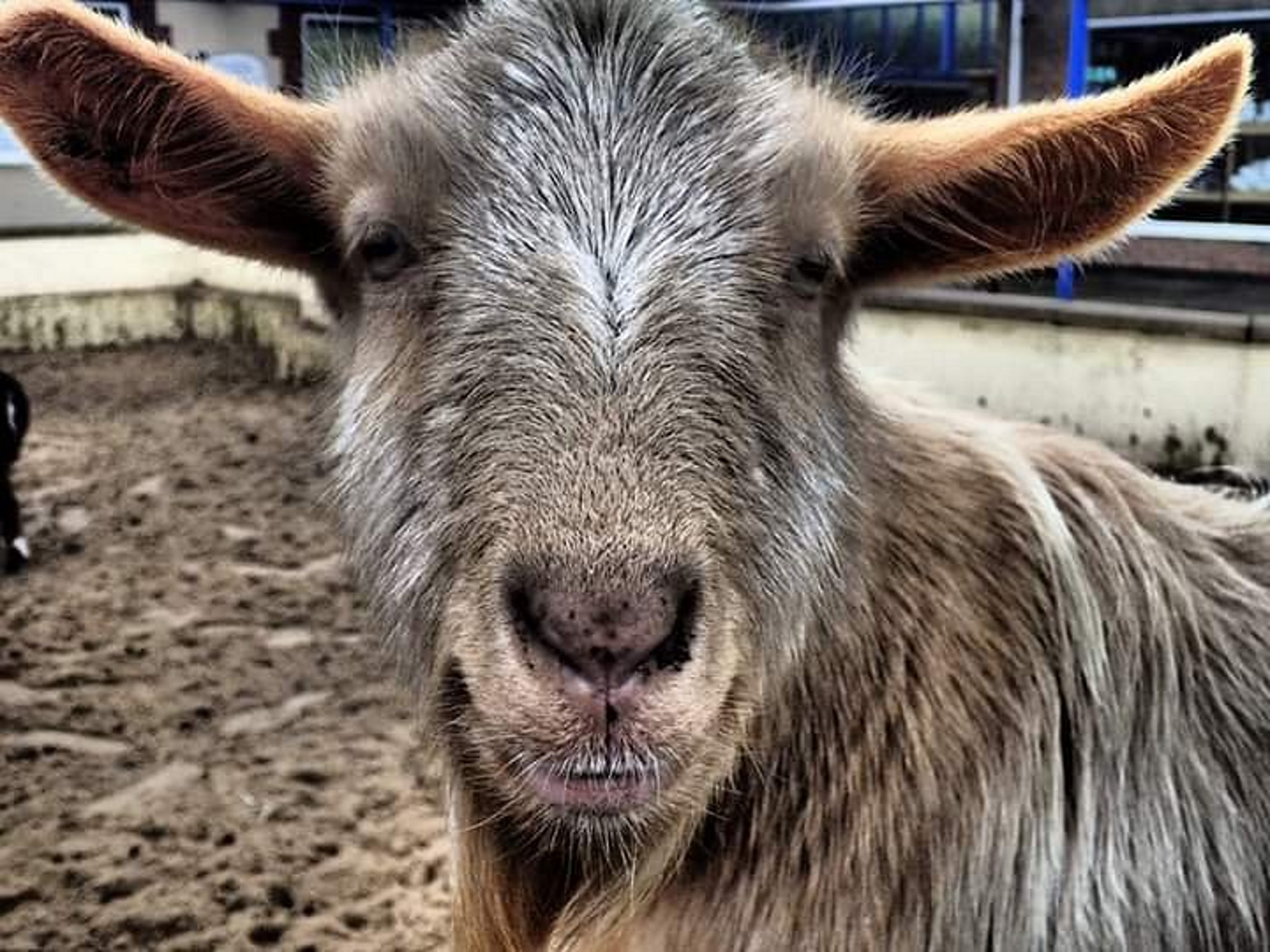 Natureland Seal Sanctuary - Goat