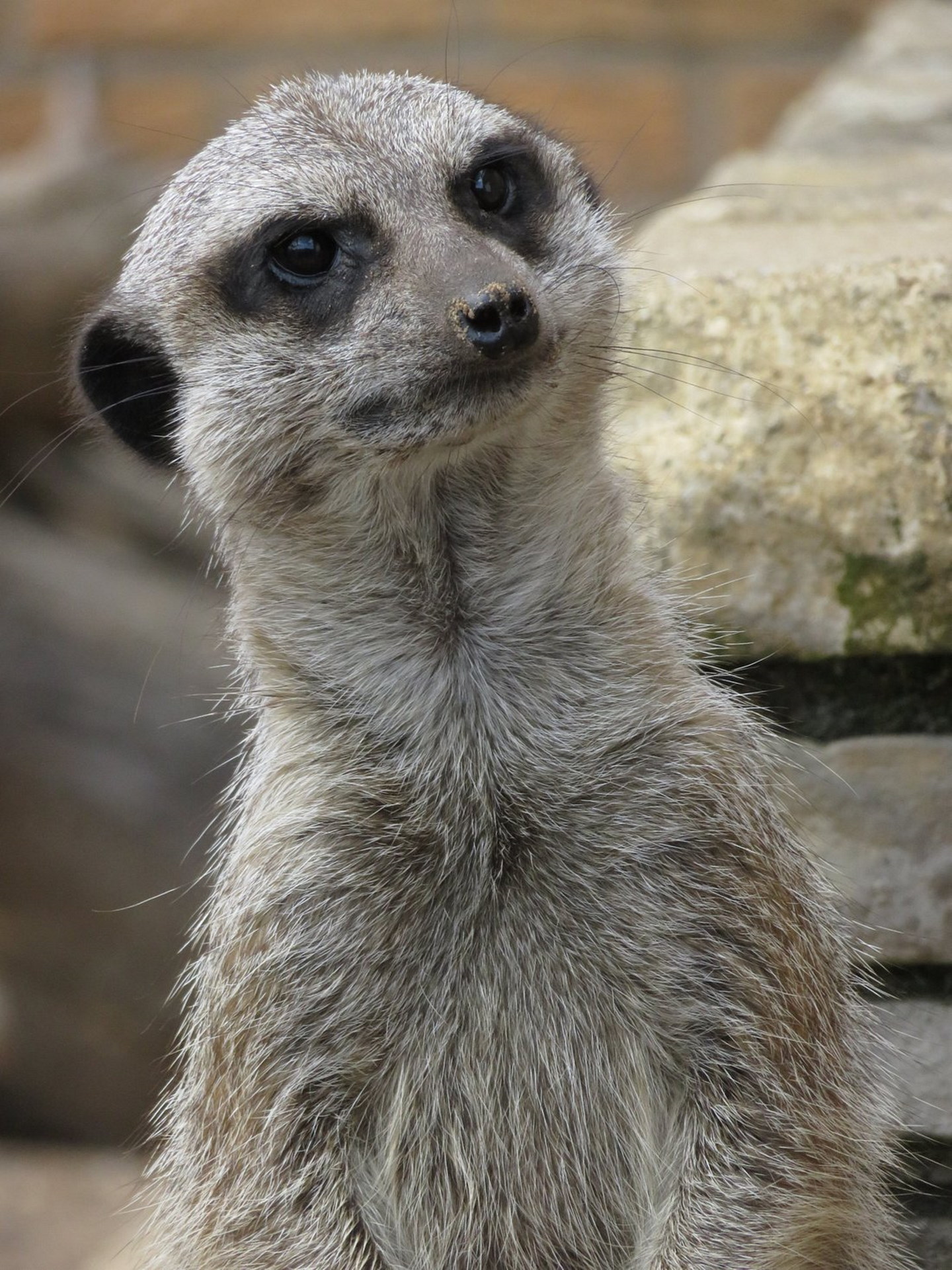 Natureland Seal Sanctuary - Meerkat