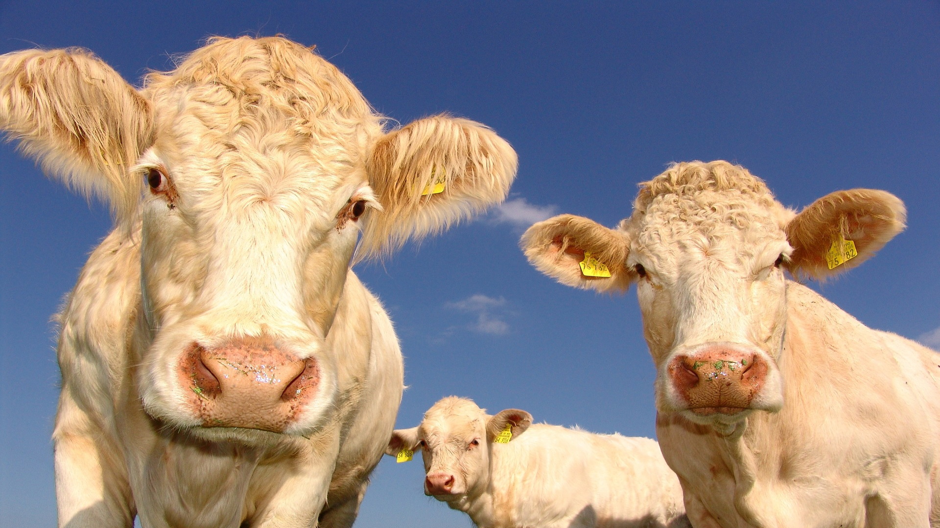 Open Farm Cows