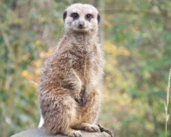 Thorp Perrow Arboretum Half-Price Family Ticket Thorp Perrow - Meerkat