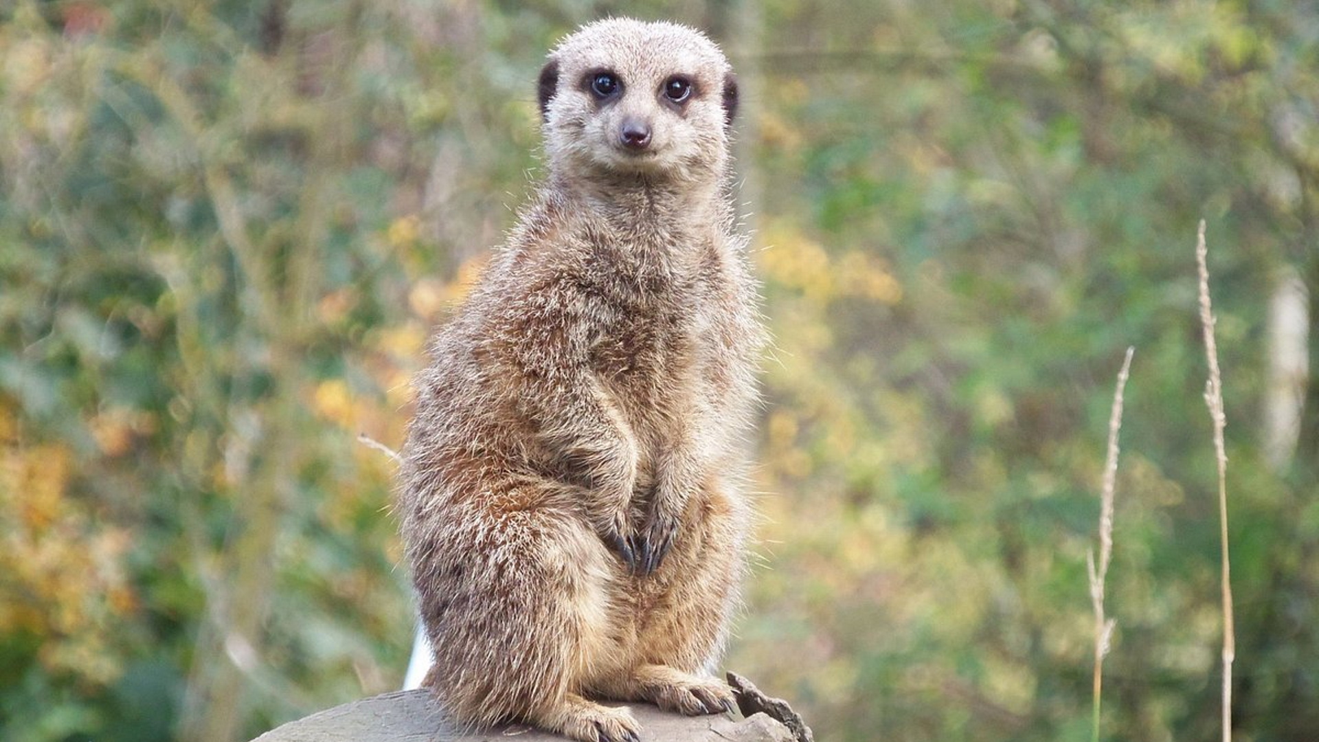 Thorp Perrow - Meerkat