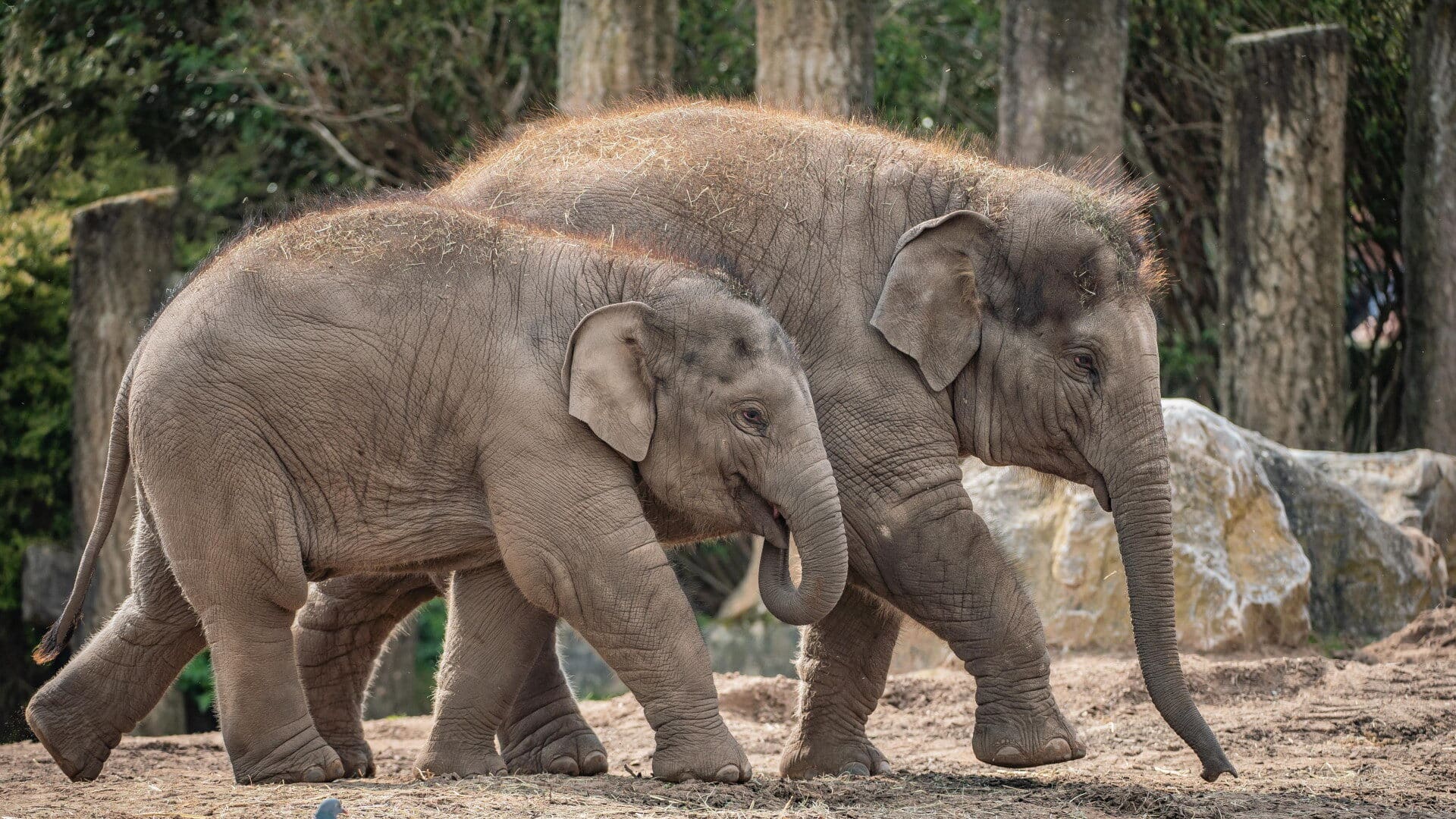 Chester Zoo - Asian Elephants