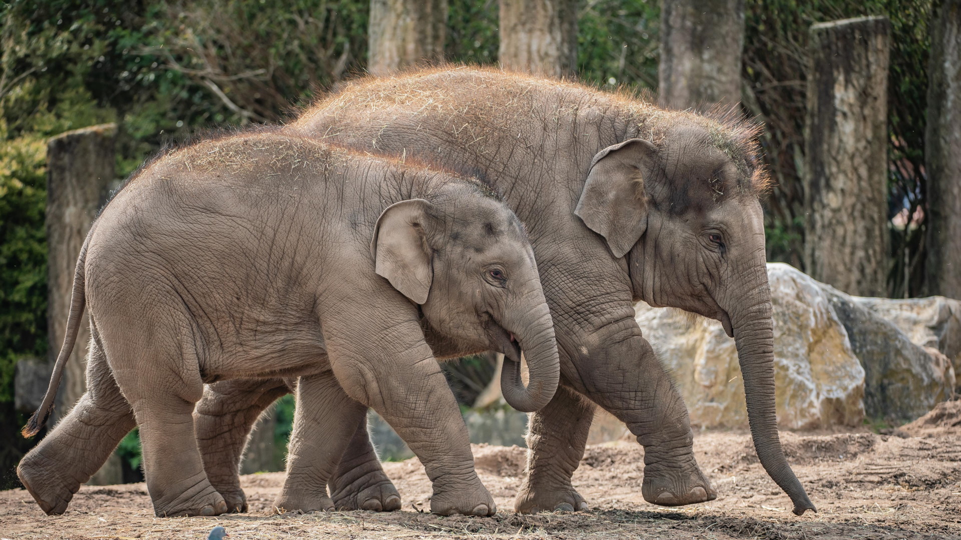 Chester Zoo - Asian Elephants