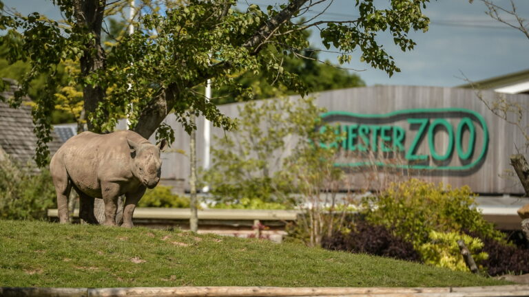 Chester Zoo - Eastern Black Adult Rhino