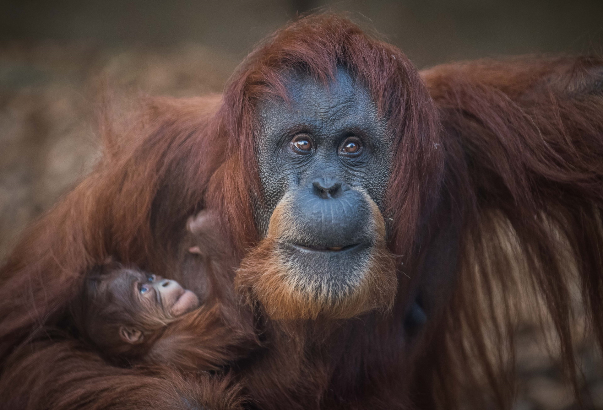 Chester Zoo - Sumatran orangutan with baby