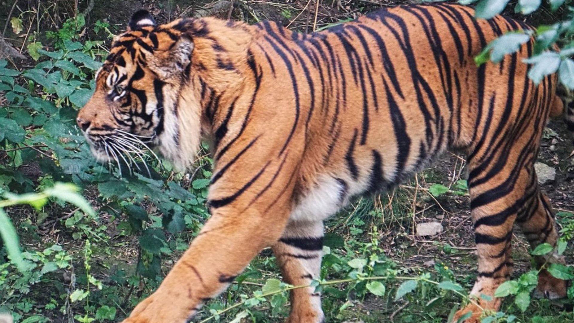 Dudley Zoo and Castle - Tiger