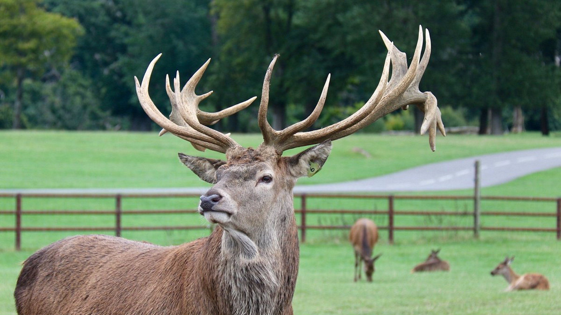 Longleat - Deer Park