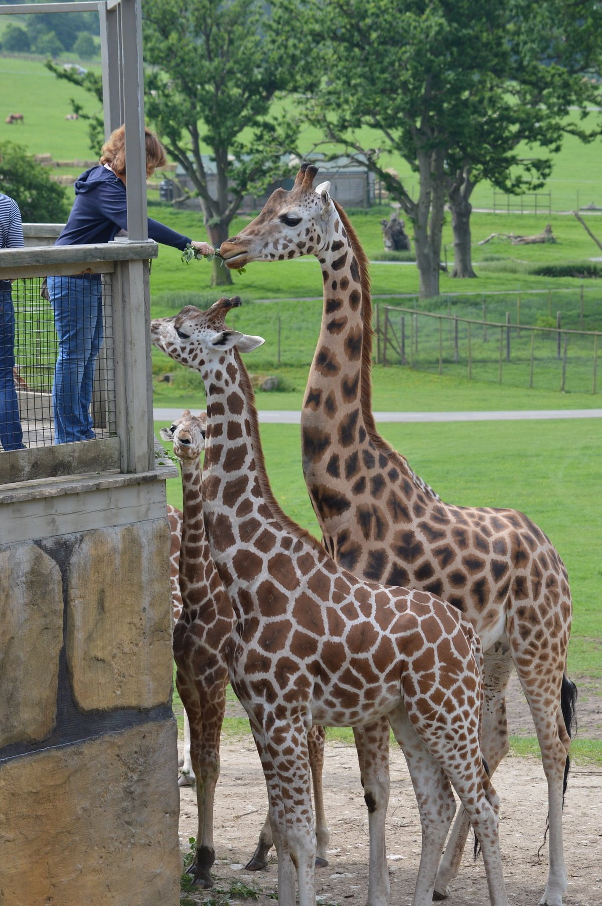 Longleat - Giraffe Feeding