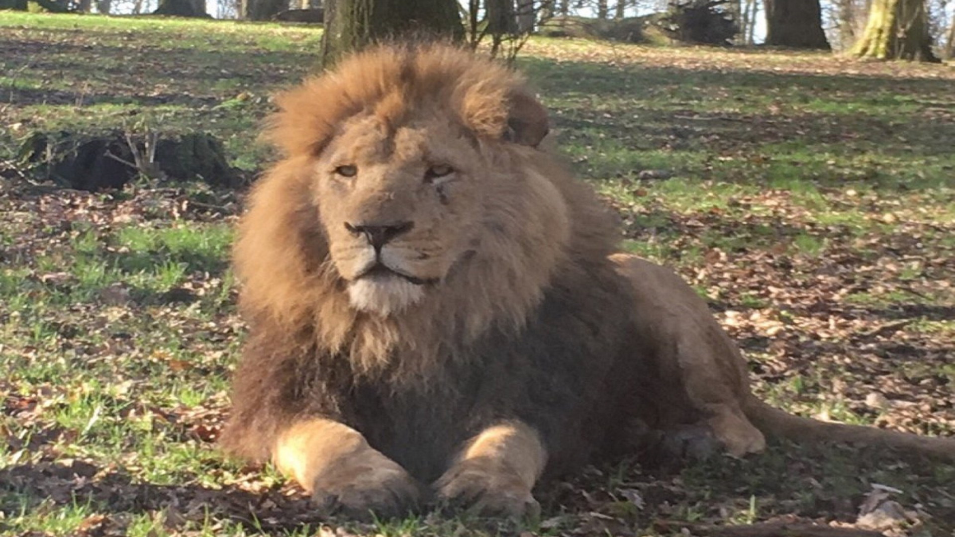 Longleat - Lion