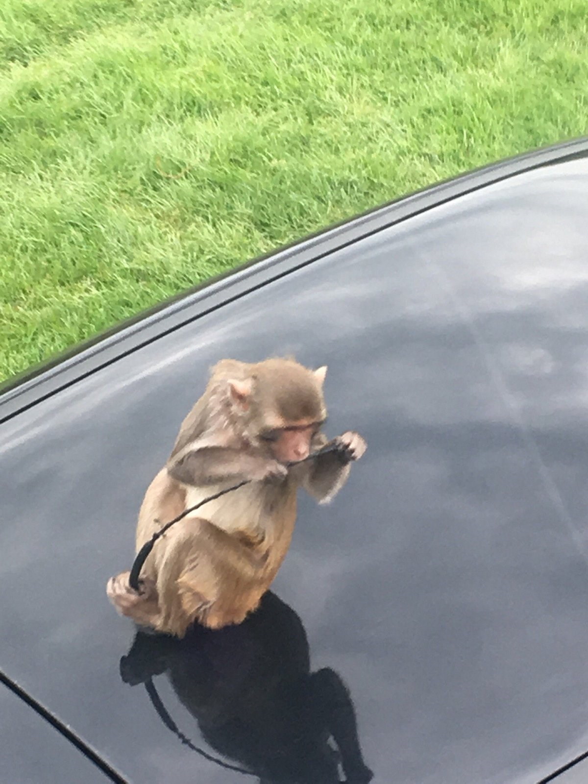 Longleat - Mischevious Monkey