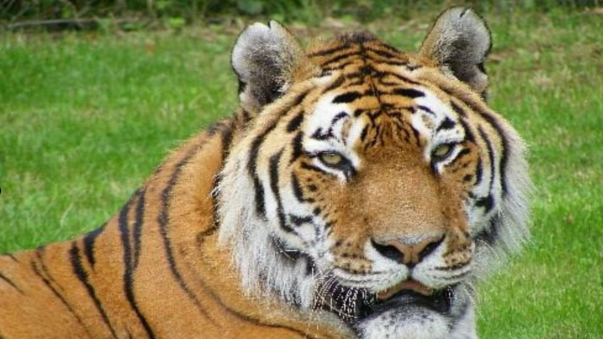 Longleat - Tiger