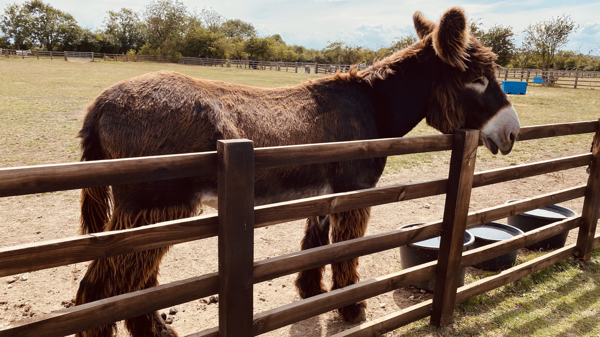 Radcliffe Donkey Sanctuary - Bamboo French Voiture donkey