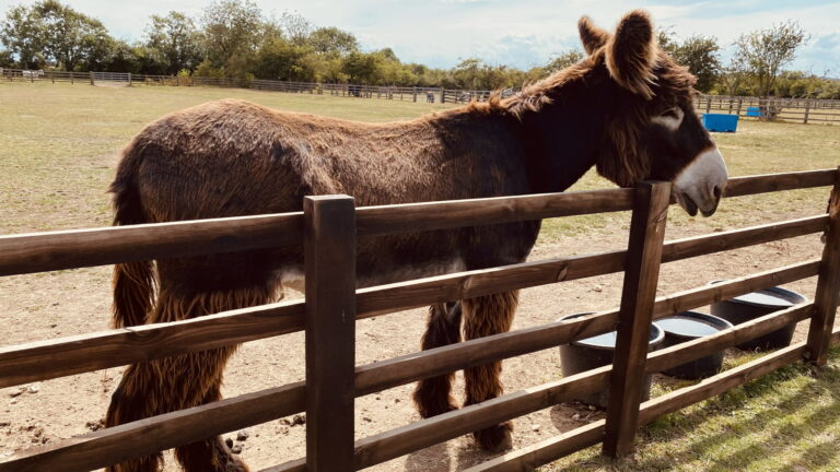 Radcliffe Donkey Sanctuary - Bamboo French Voiture Donkey Radcliffe Donkey Sanctuary - Bamboo French Voiture Donkey